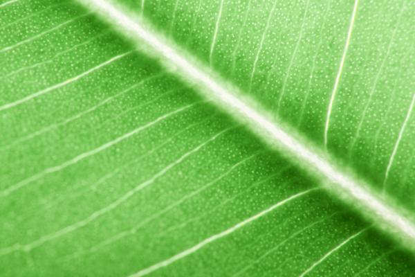 leaf