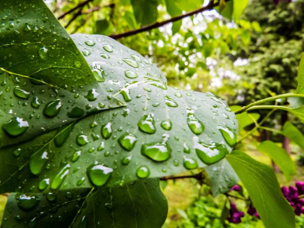 Leaf after the rain