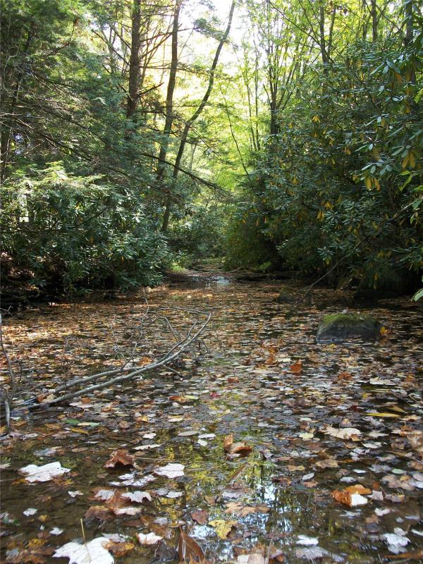 Leaf Filled Stream