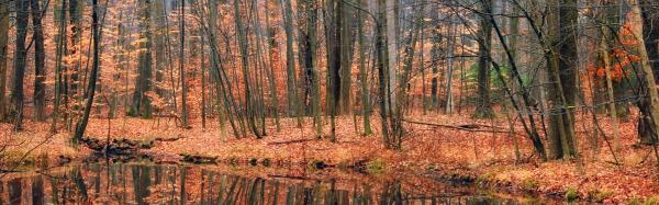 Leaf litter