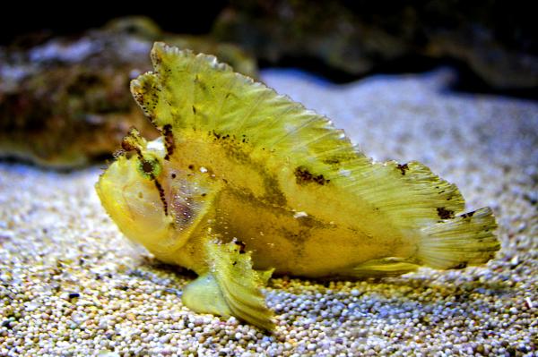 Leaf Scorpionfish - Taenianotus triacanthus - White variation