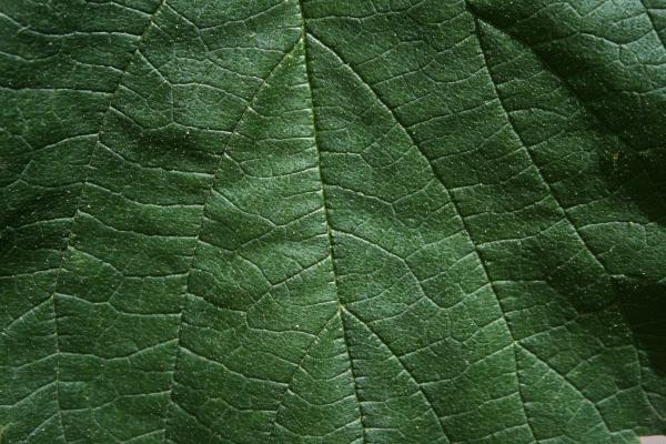 Leaf Texture