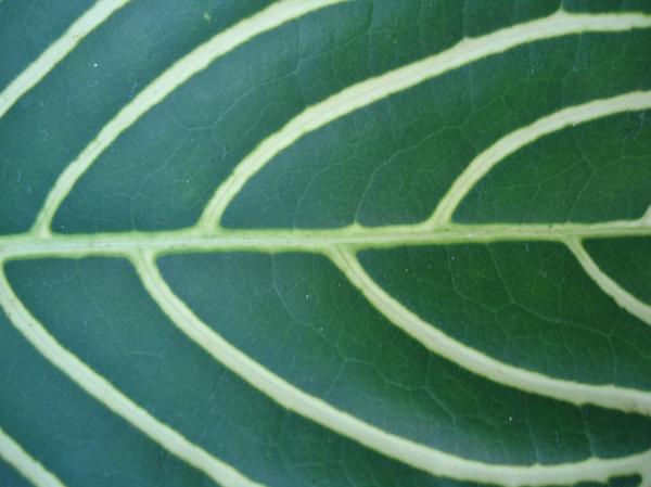 Leaf Texture