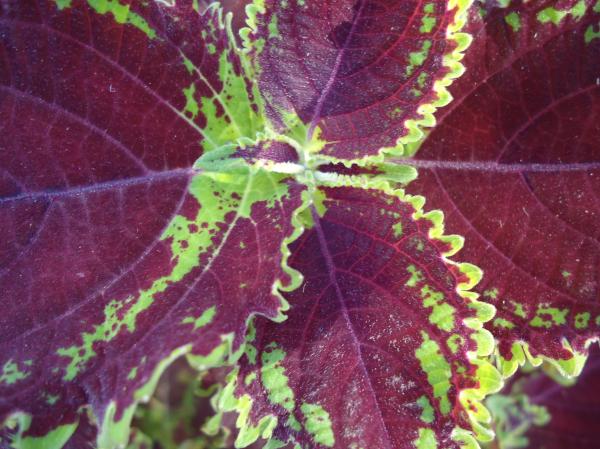 Leaf Texture