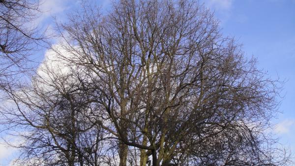 Leafless Tree