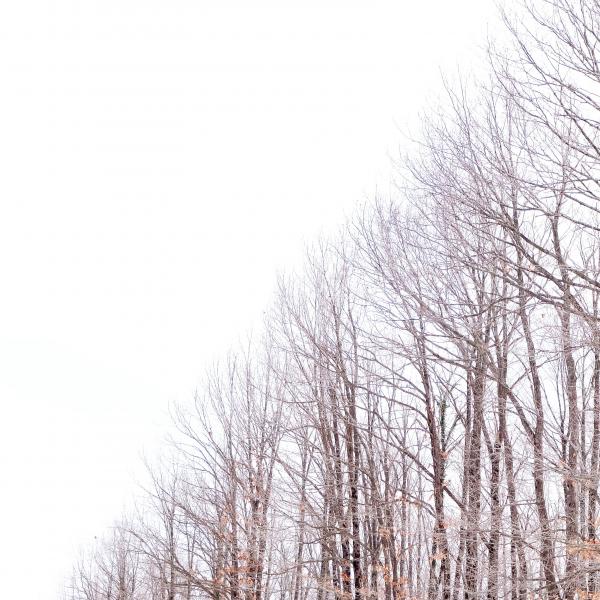 Leafless Trees