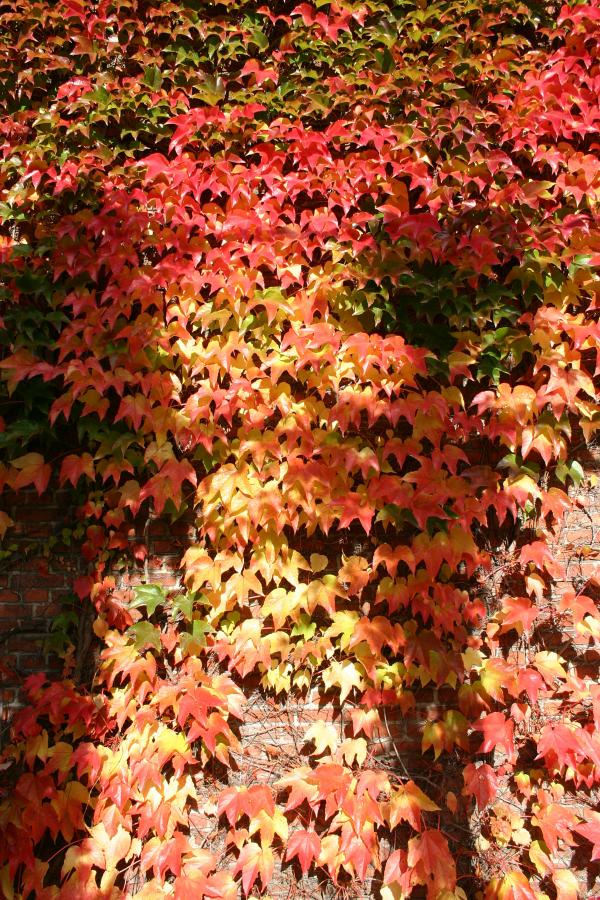 Leafs in fall colours