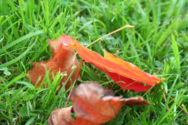 Leafs in the grass
