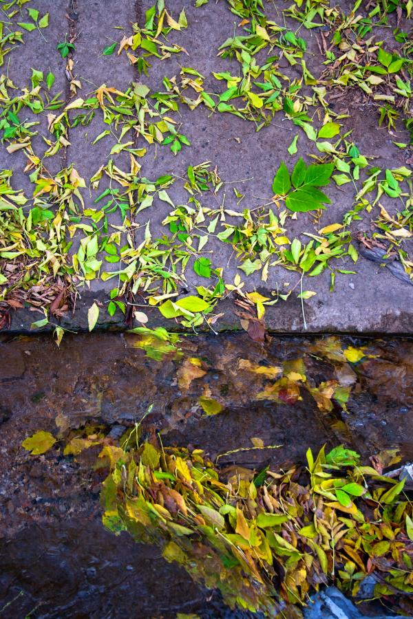 leafs on asphalt
