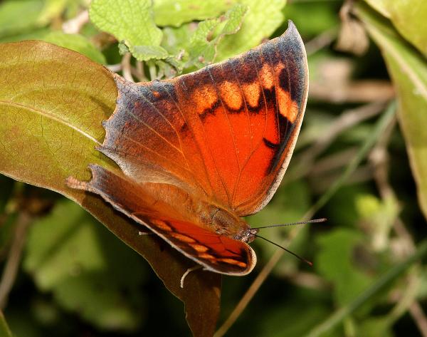 LEAFWING, TROPICAL (Anaea aidea) (11-15-13) fem, the national butterfly center, mission, tx -01