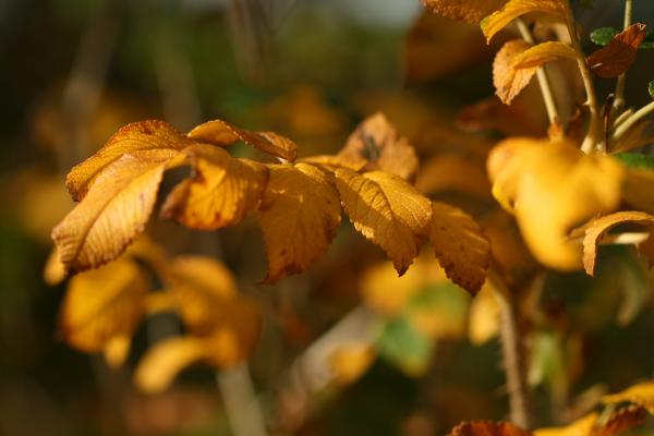 Leaves