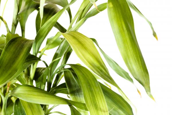 Leaves