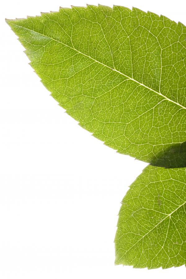 Leaves