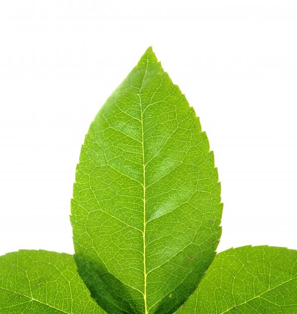 Leaves