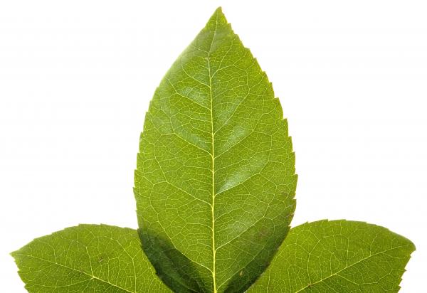 Leaves