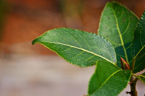 Leaves