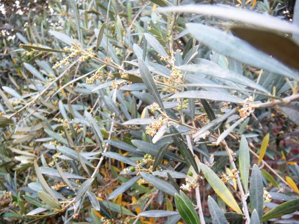 Leaves
