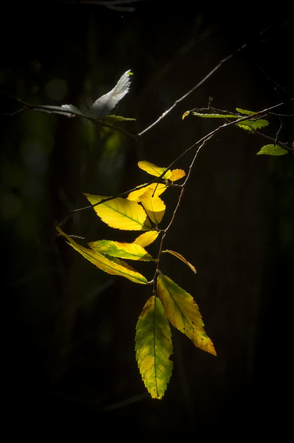 Leaves