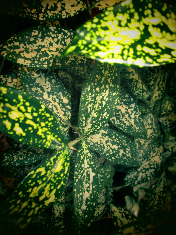 Leaves, Colorful and bright background