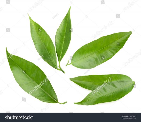 leaves isolated