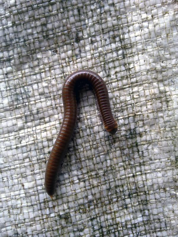 Leech
