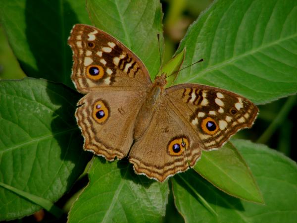 Lemon Pansy_Junonia lemonias