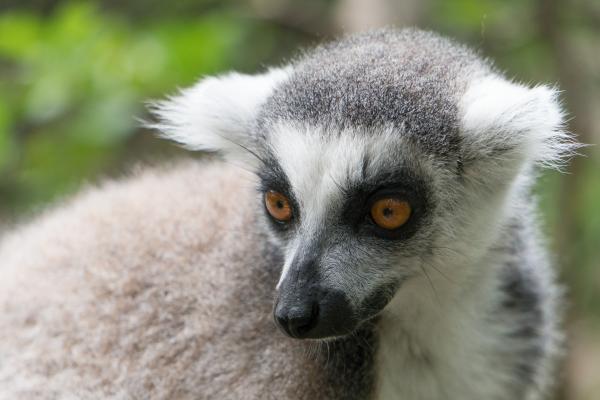 Lemur Closeup