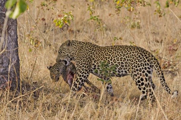 Leopard