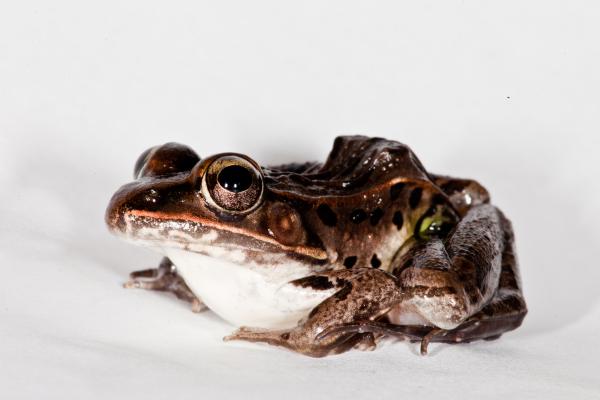 Leopard Frog
