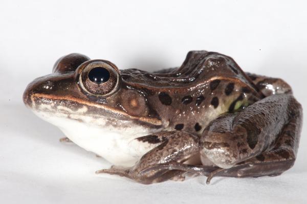 Leopard Frog