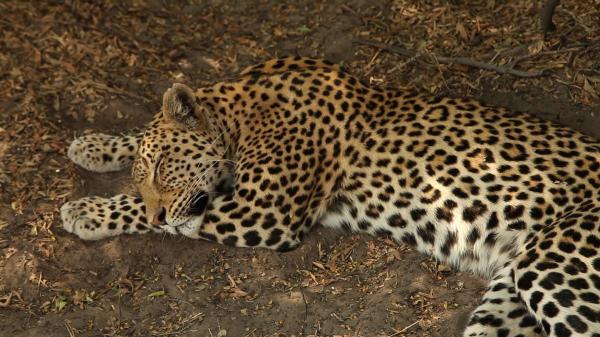 Leopard napping