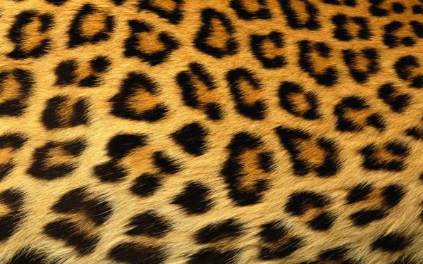 Leopard Skin