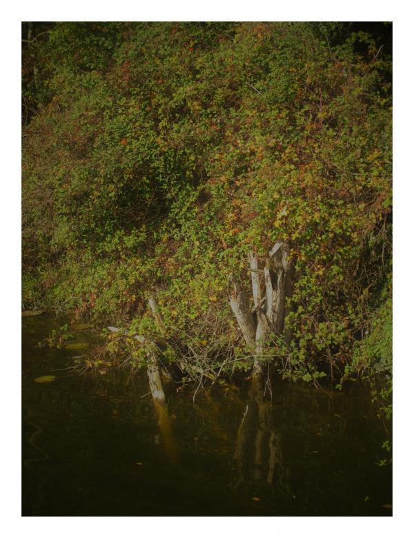Les pieds dans l'eau.Reflets