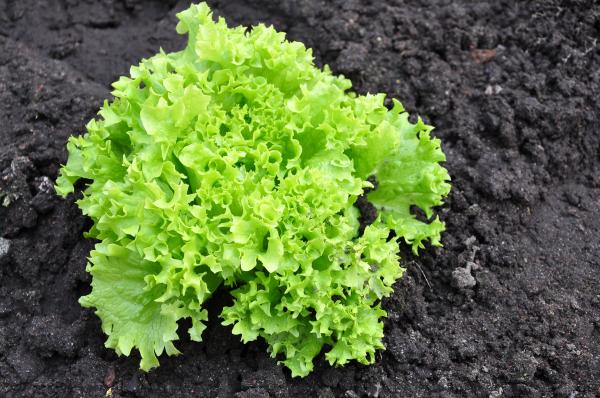 Lettuce in the garden