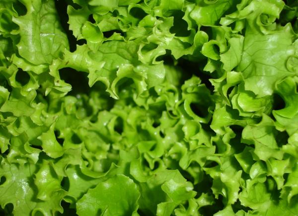 Vegetable Closeup