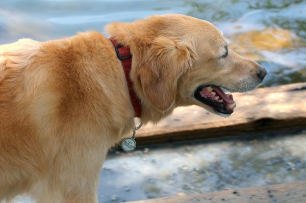 Light brown dog profile closeup
