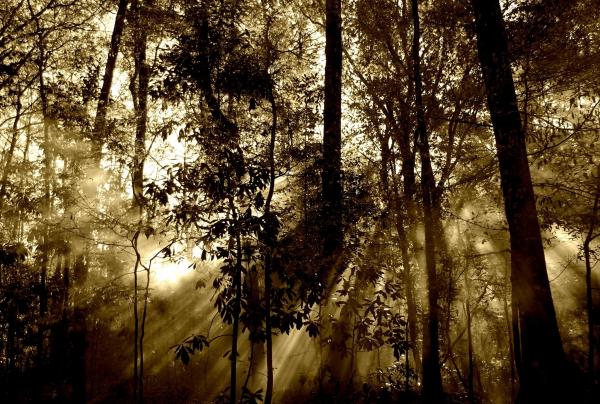 Light Glare Through Trees in the Forest