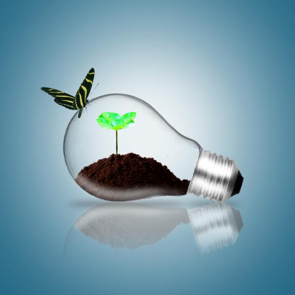 Lightbulb with butterfly and plant sprout