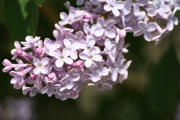 Lilac blossoms