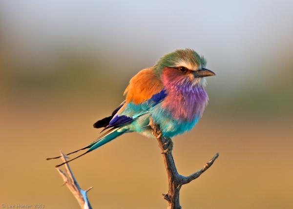 Lilac breasted roller