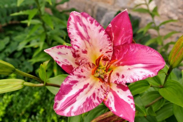 lily
