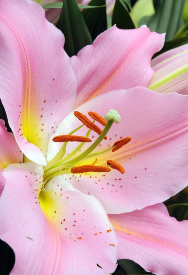 Lilium's inside texture