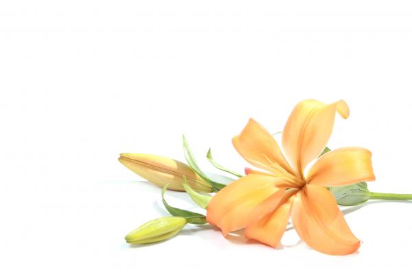 Lilly