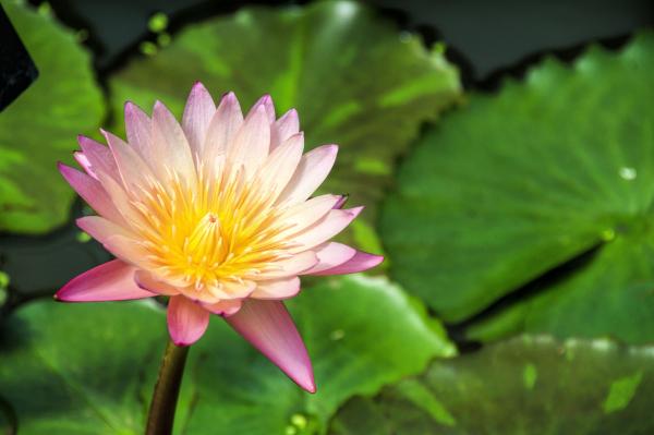Lily