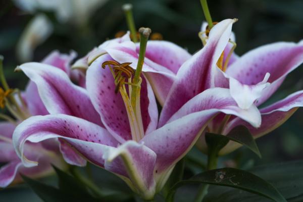 Lily