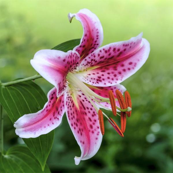 Stargazer Lily