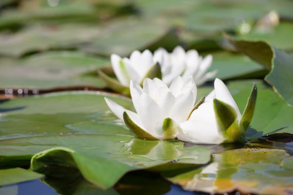 lily