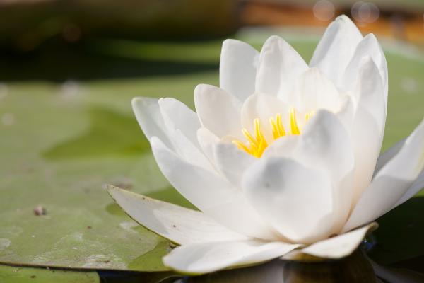 Lily Flower