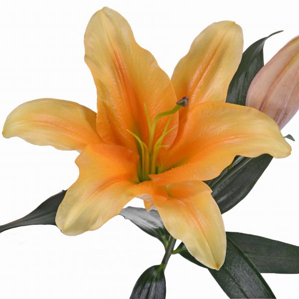 Lily Flower