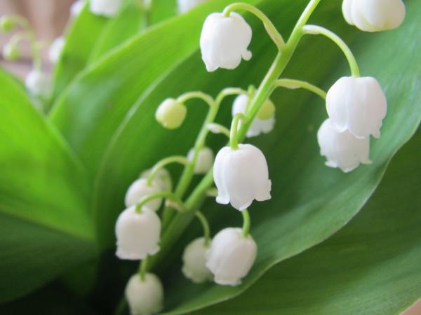 Lily of The Valley Flower